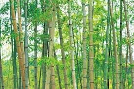 Bamboo-A Green Fibre