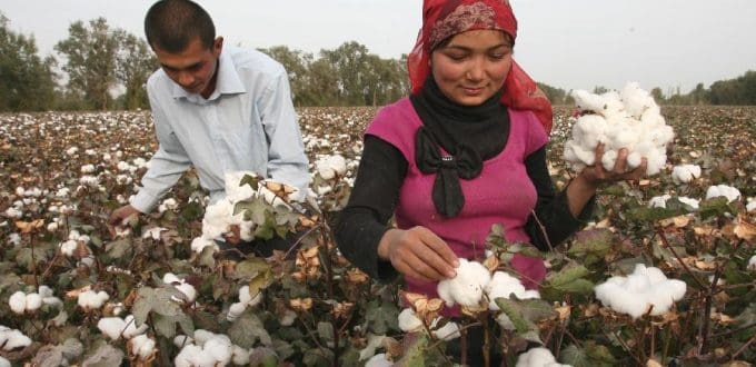 China’s cotton reserve sales strong in May: USDA.