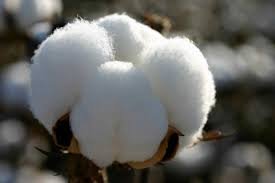 World cotton production to rise 5% in 2019-20: USDA.