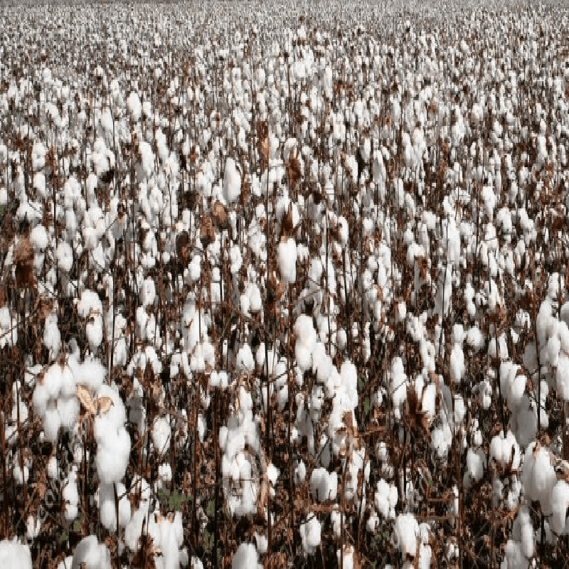 Better Quality, Lower Output Boost Local Cotton Prices.