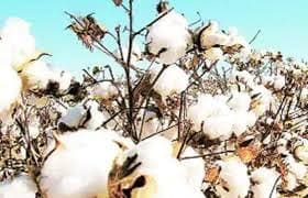 CAI maintaince Cotton output at 312 lakh bales. Cotton closing stock hits a 5-year low of 15 lakh bales.