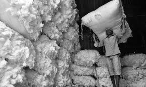 What is Going On in the Cotton Market?