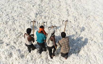Plight of cotton farmers still unresolved.