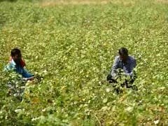 Cotton exporters hope to resume trade with Pakistan.