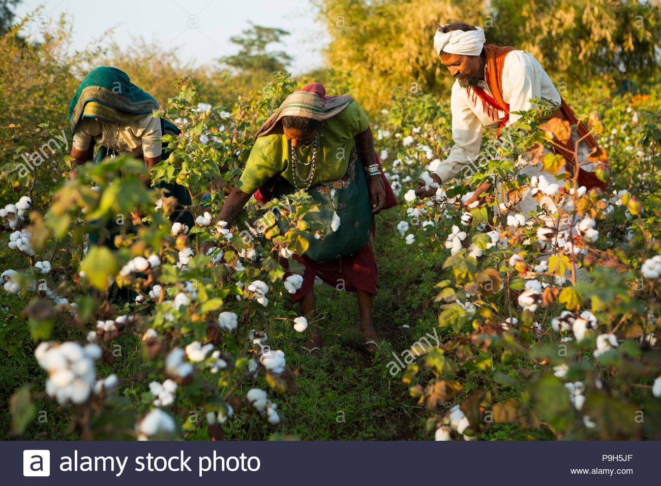 cotton journey