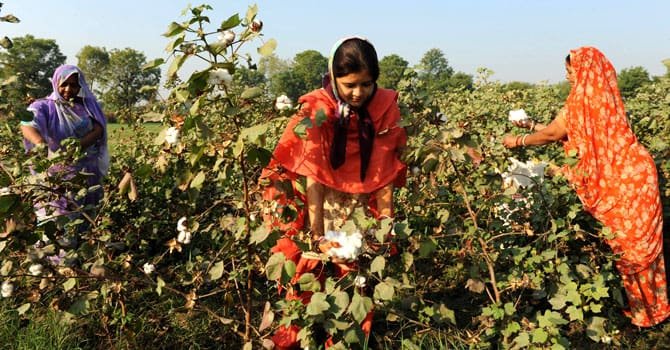 Cotton Price Recovery, Results in Higher Acreage This Season