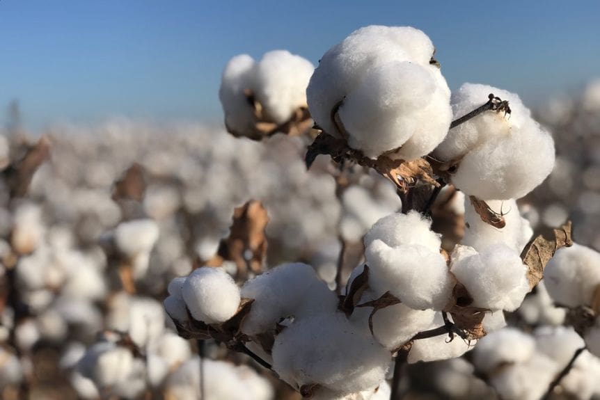 Haryana Farmers Preferred Cotton Over Paddy