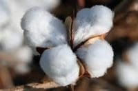 PCGA Appealed Government to Give Relief for Cotton Employment Sector