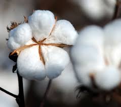 Delta Apparel Joined Cotton LEADS Program