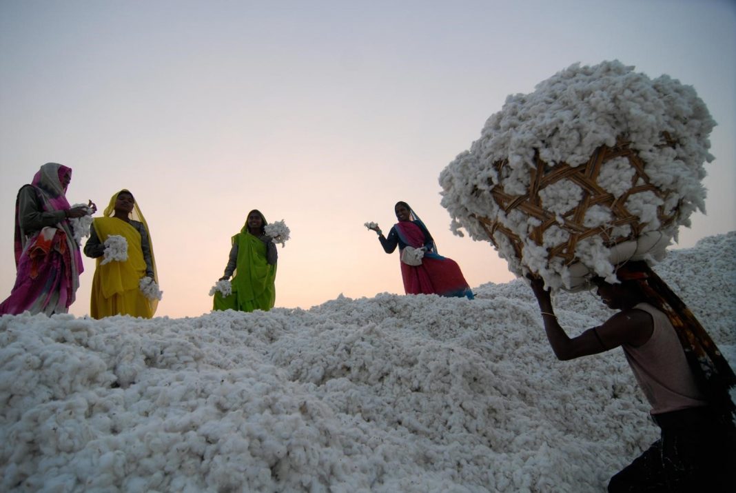 TC’s 2025 Sustainable Cotton Challenge is a Move Towards Sustainable