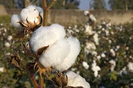 Cotton USA Have Signed Two New Licenses With Western Europe Companies
