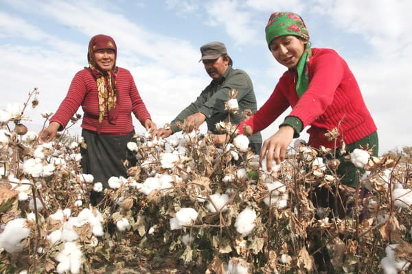 Uzbekistan’s Cotton Clusters and Corporate Integrity