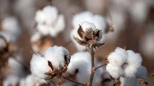 Heavy Rains Damaged Cotton Crop in Jind District