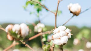 US Cotton Trust Protocol’s Sustainability Survey