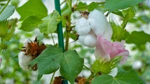 Pre-procured Cotton from India Export to Bangladesh