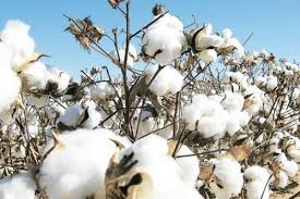 Difficult Time For Cotton Farmers Not Expected to Improve Soon