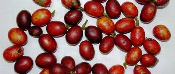 Wild blood fruit, a source of natural red colorant, may be domesticated