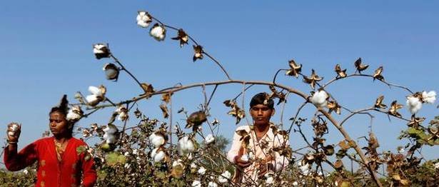 CAI revises cotton export projections downward to 54 lakh bales.