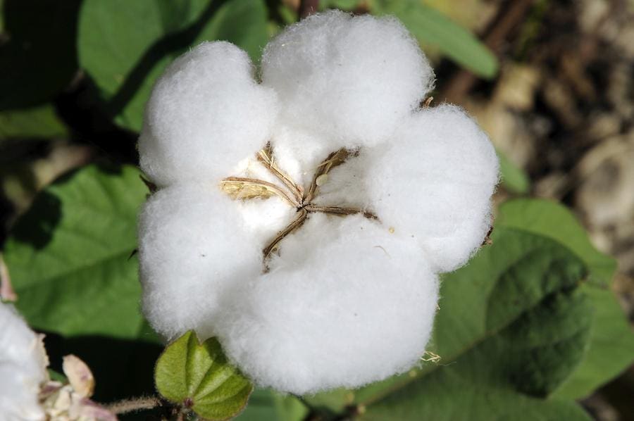 About 90% of the cotton harvest for the season has arrived in markets