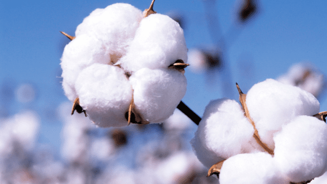 Cotton exports, production & consumption to rise