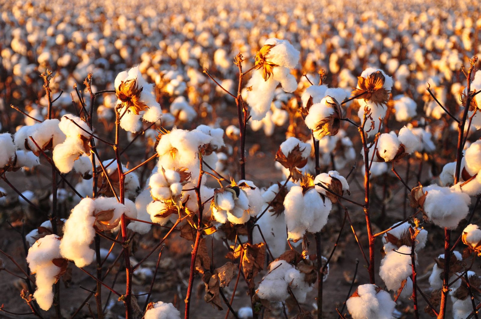 Haryana’s cotton acreage falls 90,000 hectares short of the objective