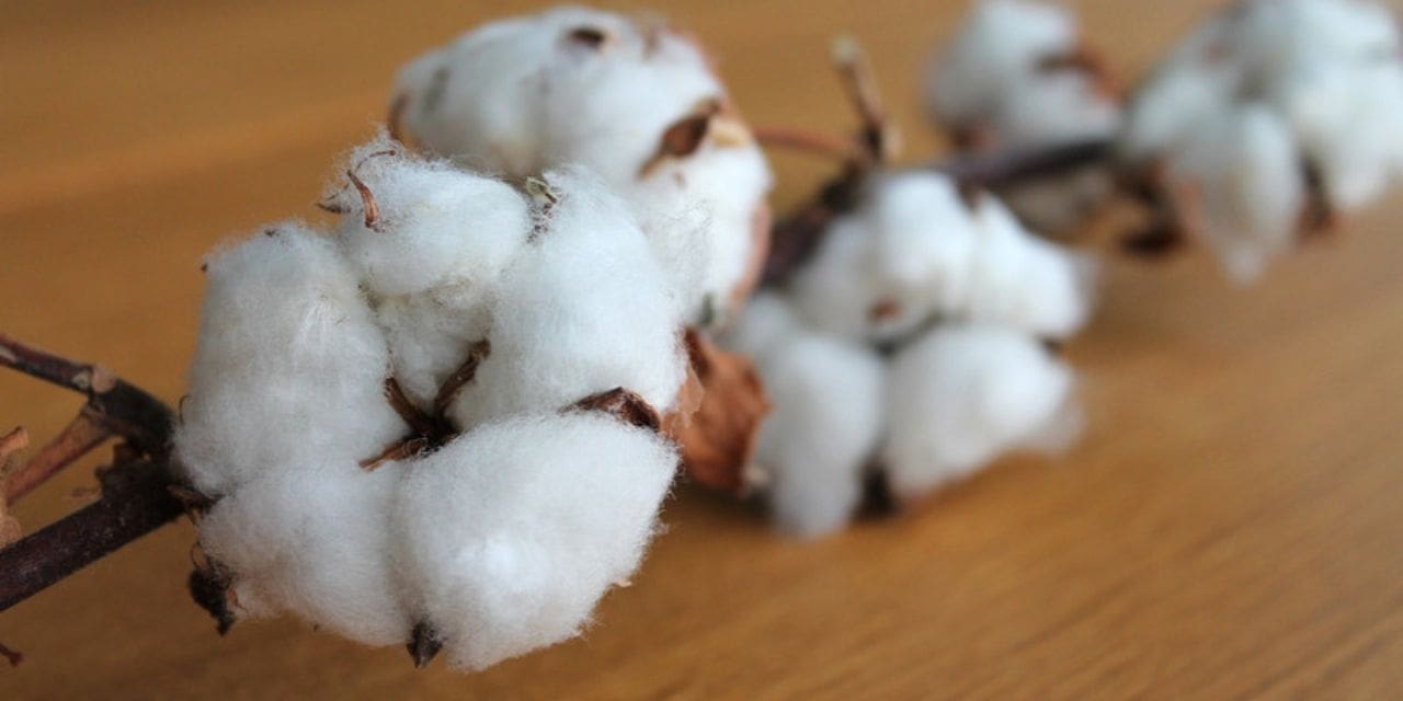 Cotton association lowers current season’s crop estimate