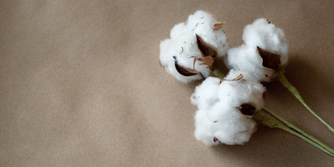 Pak-China collaborate to bring back cotton fields in Pakistan