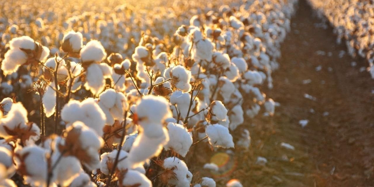 The value-added textile industry wants to import Indian cotton