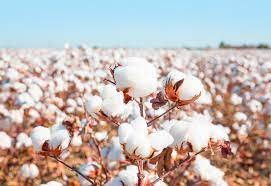Textile sector demands to remove import duty on all varieties of cotton