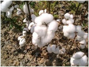 DTN COTTON CLOSE MARKET OPEN OUT THE DAY AWAY