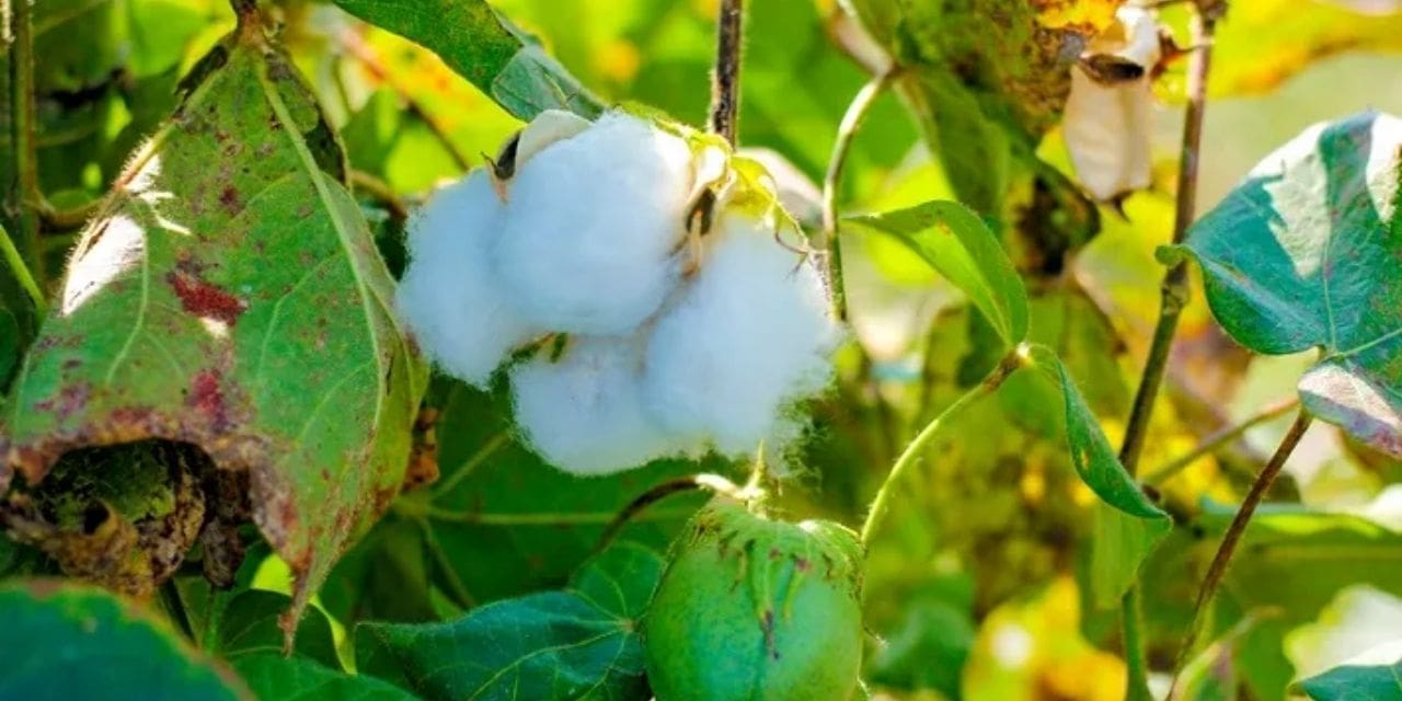 Resolve cotton pricing issue.