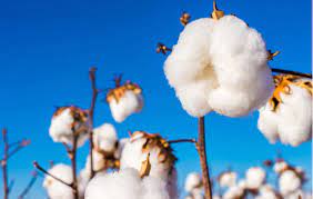 Future tense for textile value chain as cotton price zooms