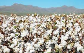 A RAW TAKE ON COTTON, FROM THE FARMER’S MOUTH