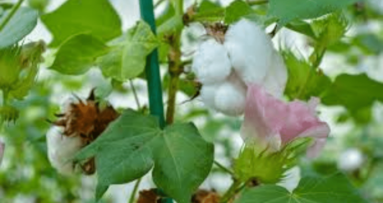 Encourage ryots to go for HDPS cotton: Minister