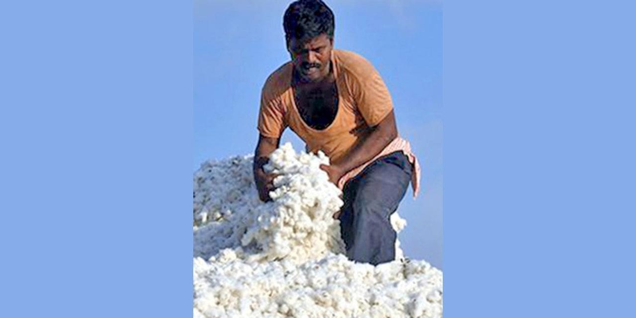 COTTON STOCKS TO BE LOWER THAN EXPECTED