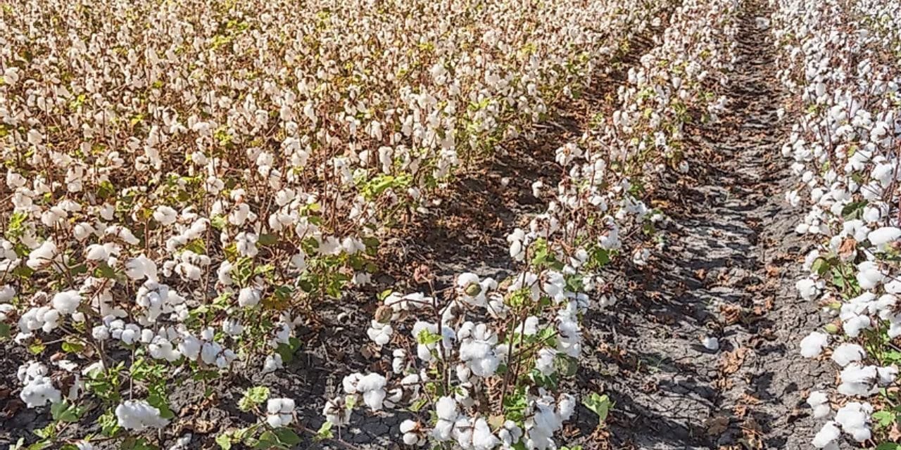TS GROUP COTTON CULTIVATING IN US