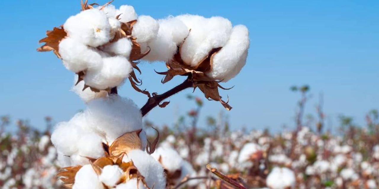 COTTON SECTOR NEEDS 3 VS
