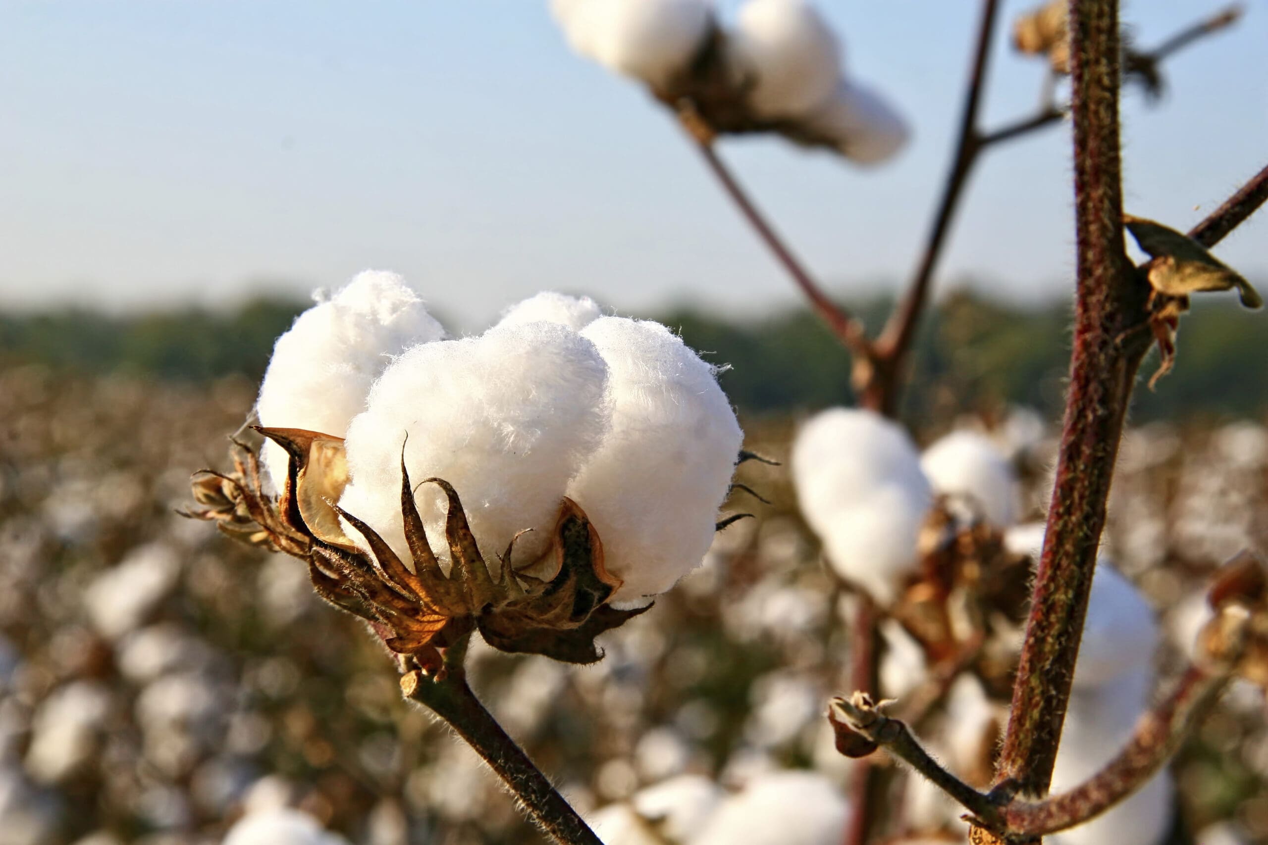 Cotton Yarn Prices Decline in South India