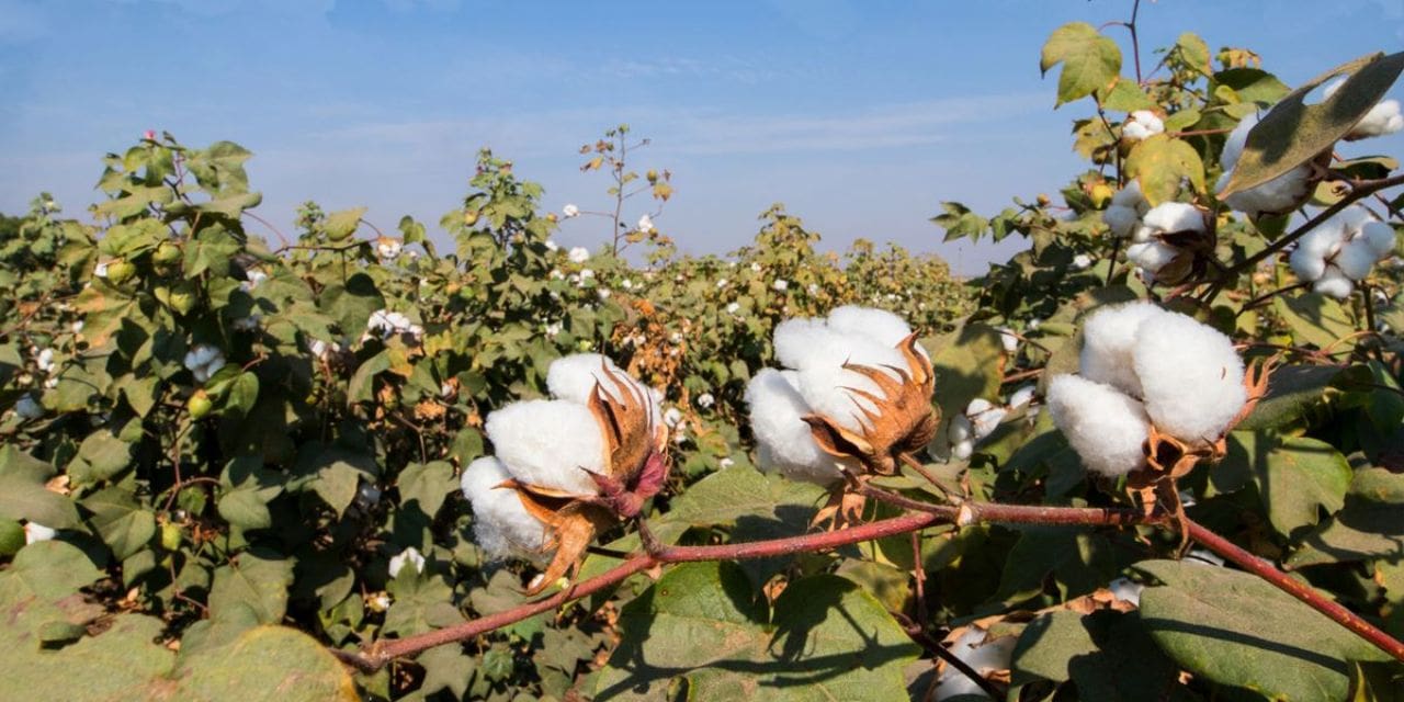 A Memorandum of Understanding is signed by Texprocil and CCI to brand and trace Indian-grown cotton.