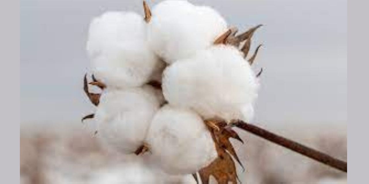 Farmers in Worry as Cotton Prices Continue to Drop