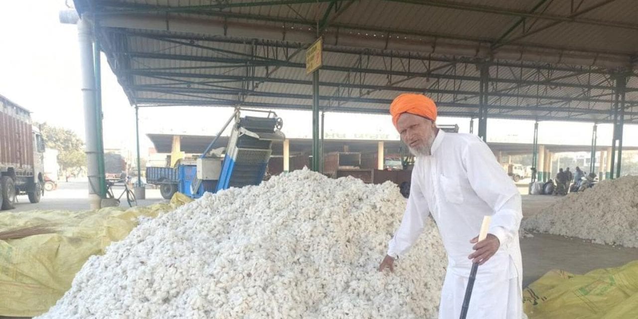 Scarcity of Cash Crop in Punjab: slowest arrival of cotton in five years