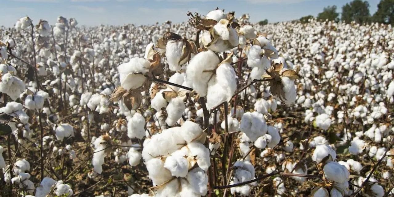 Cotton Market Bulletin – 27th January 2023