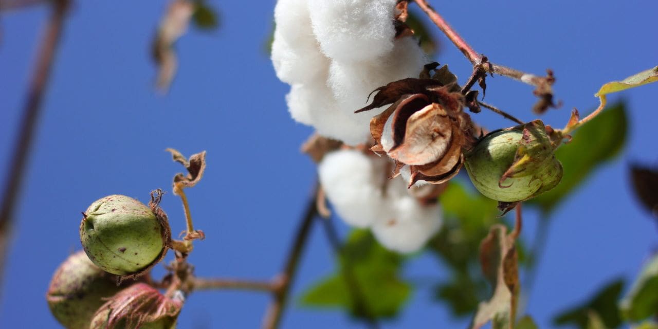 Global Economic Update for Cotton USA for January 2023