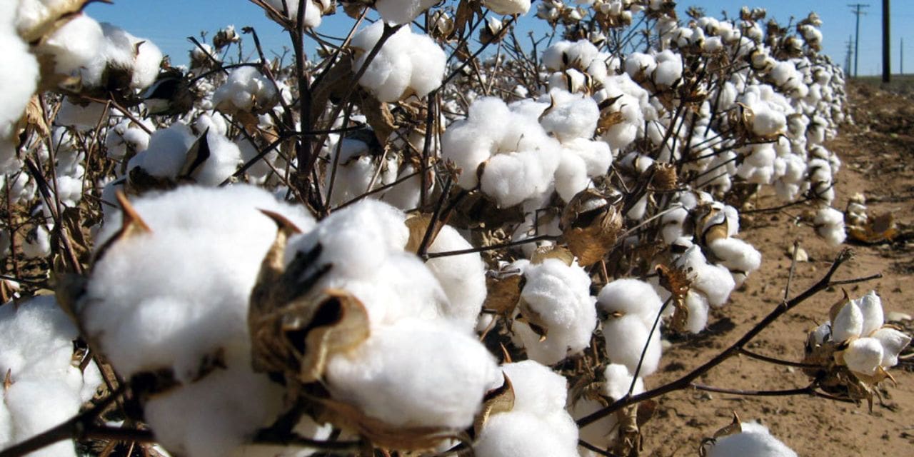 Cotton Import Bill Crosses $1 billion In FY23