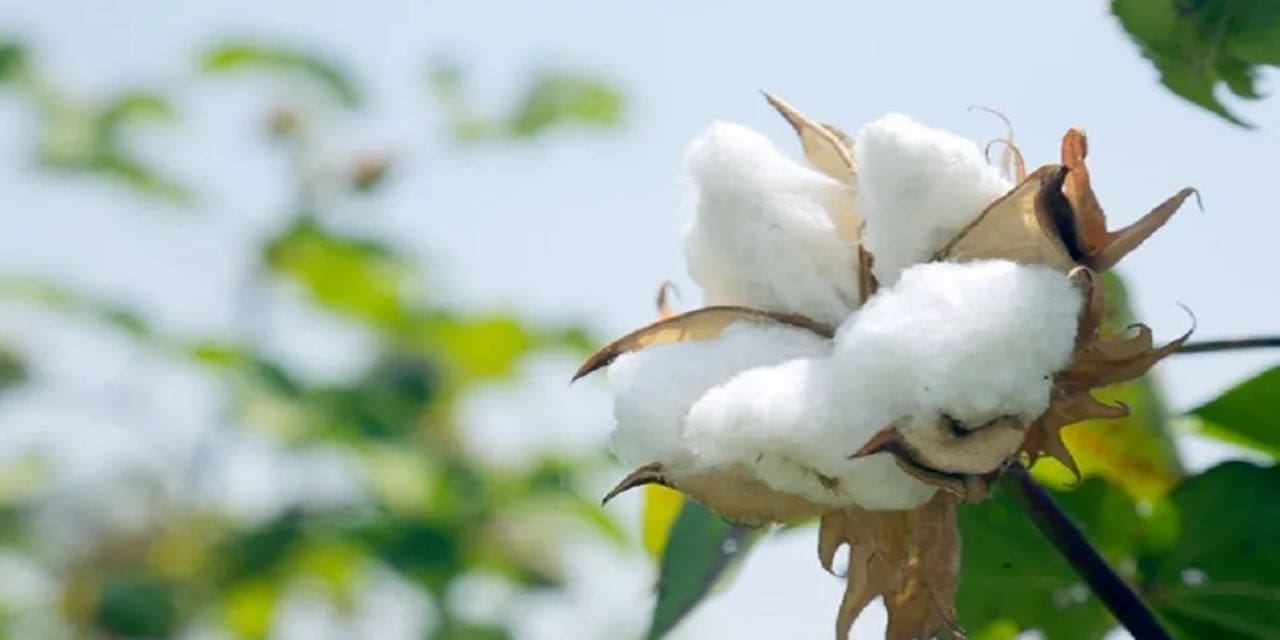 Cotton Output Will Rise By 8%