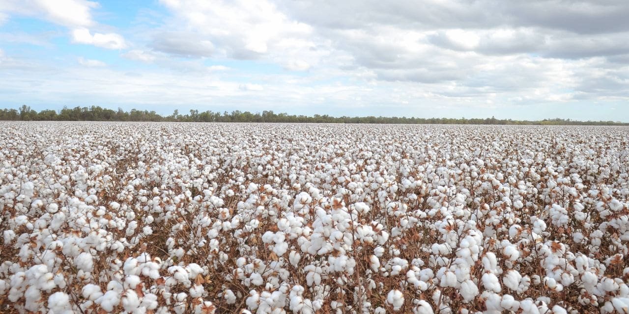 Government data reveals cotton contribution to rural and regional communities