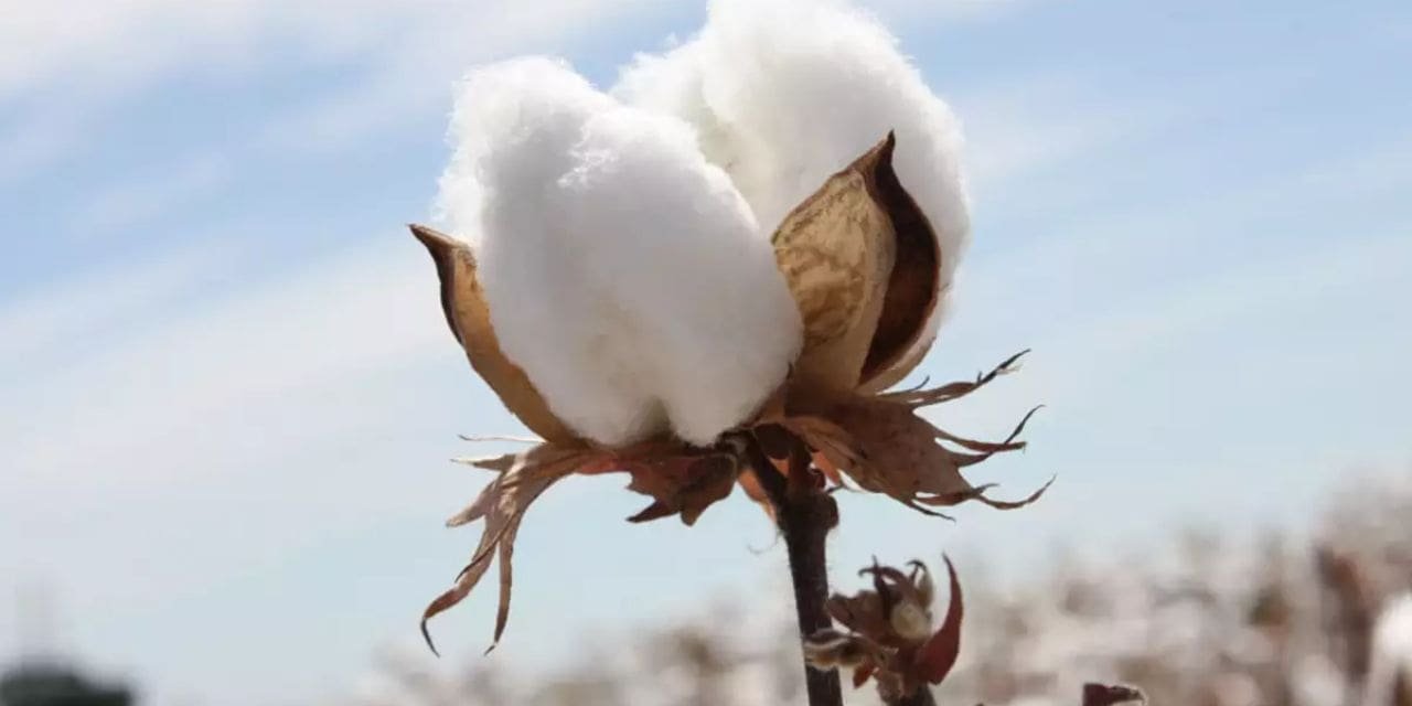 Textile Units Are Required To Trade Cotton On MCX