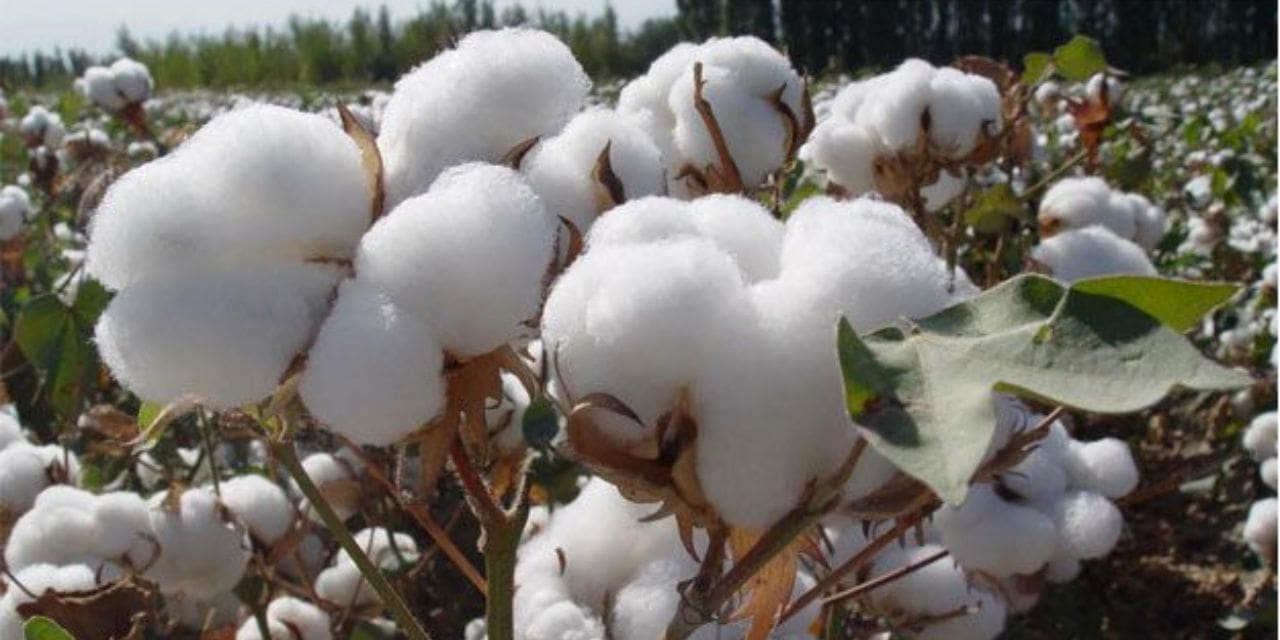 Cotton Exports Hot Record Low Despite Of Better Crops