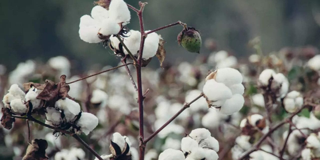 Cotton Market Bulletin – 21th March 2023