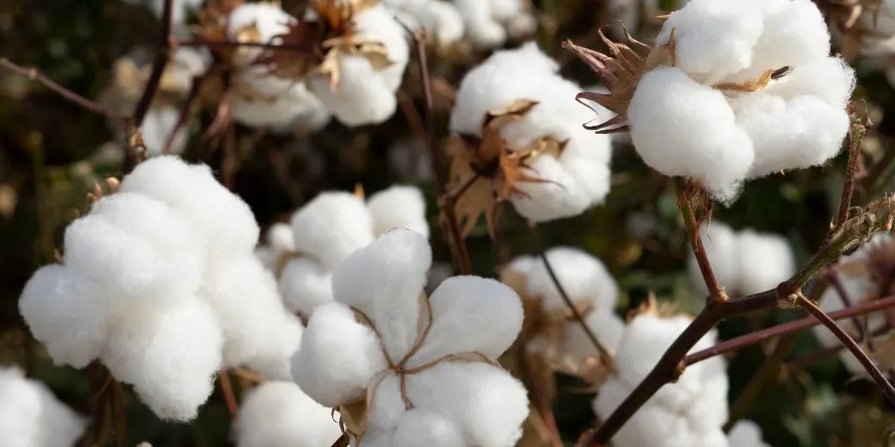 Cotton Market Bulletin – 23th March 2023